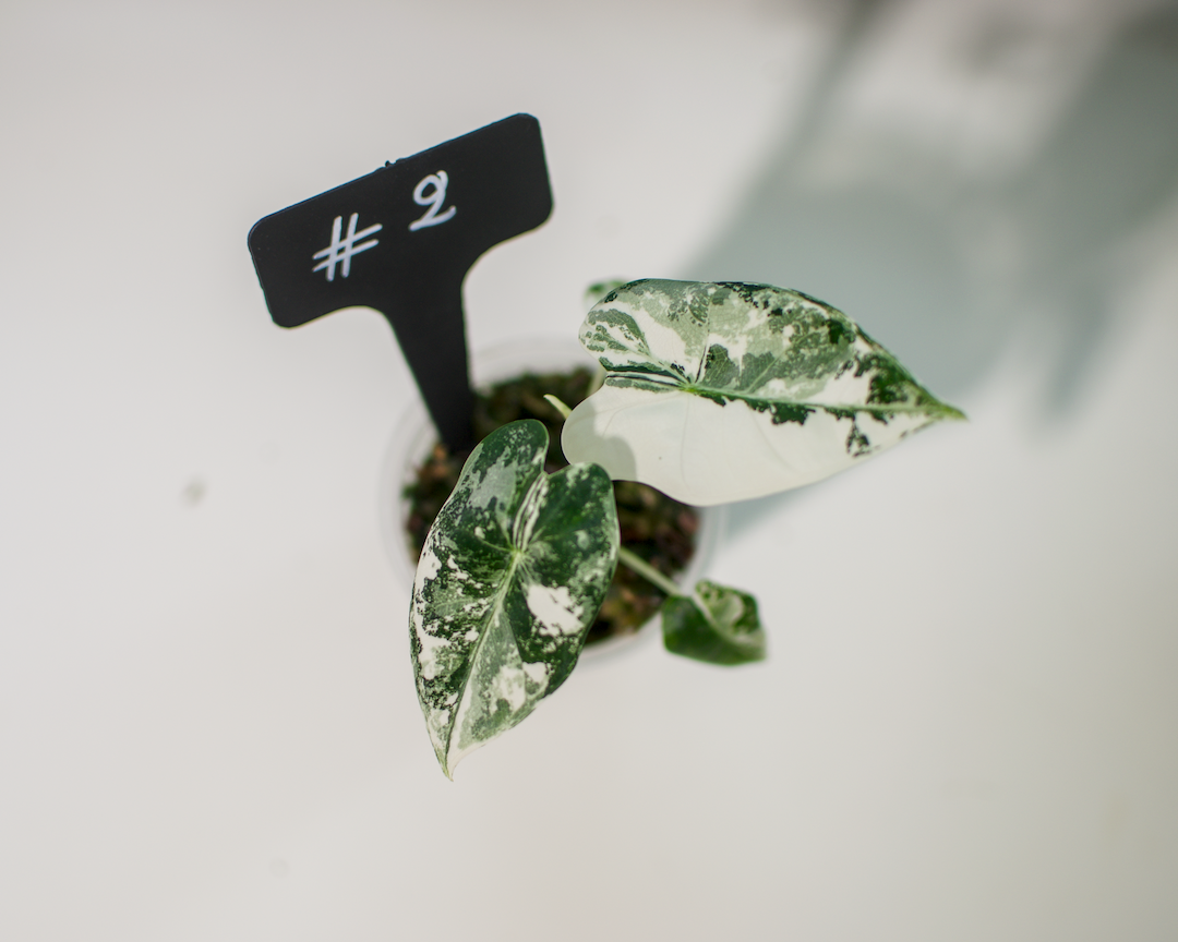 Alocasia 'Frydek' Variegata Plant x Me