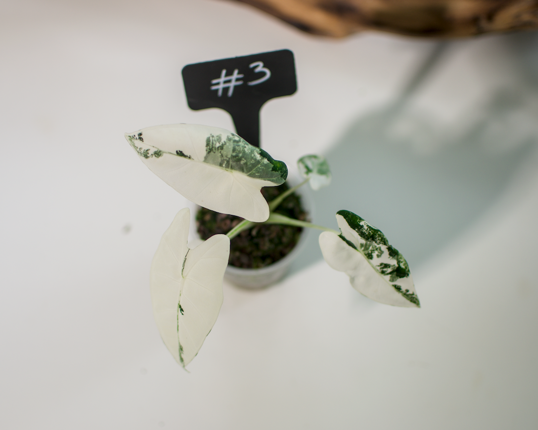 Alocasia 'Frydek' Variegata Plant x Me