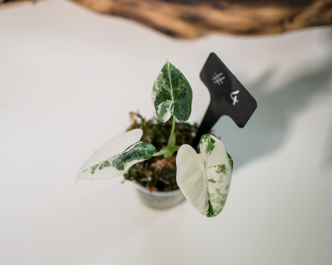 Alocasia 'Frydek' Variegata Plant x Me