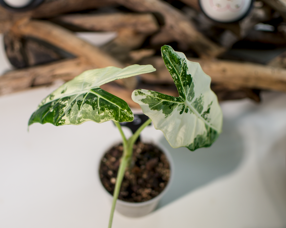 Alocasia 'Frydek' Variegata Plant x Me