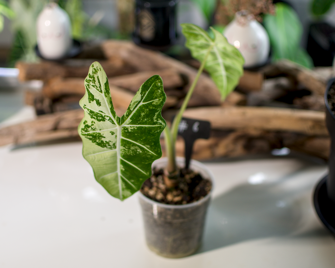 Alocasia 'Frydek' Variegata Plant x Me