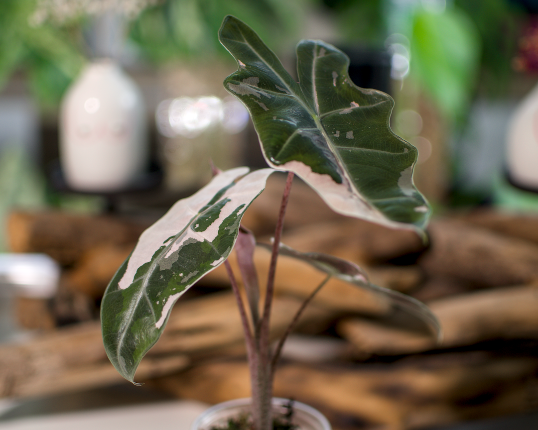 Alocasia Pseudo Sanderiana Pink #1 Plant x Me
