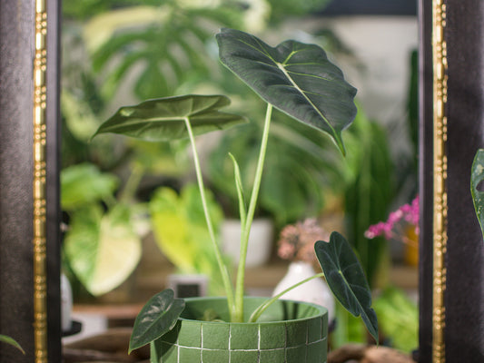 Alocasia Micholitziana 'Frydek'