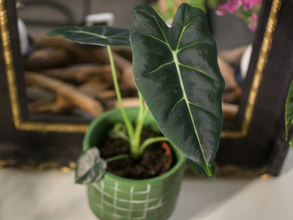 Alocasia Micholitziana 'Frydek'
