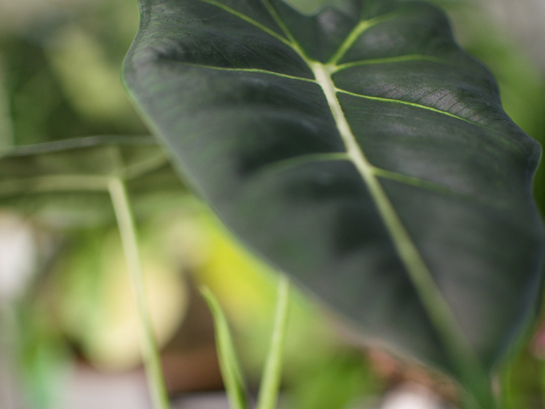 Alocasia Micholitziana 'Frydek'