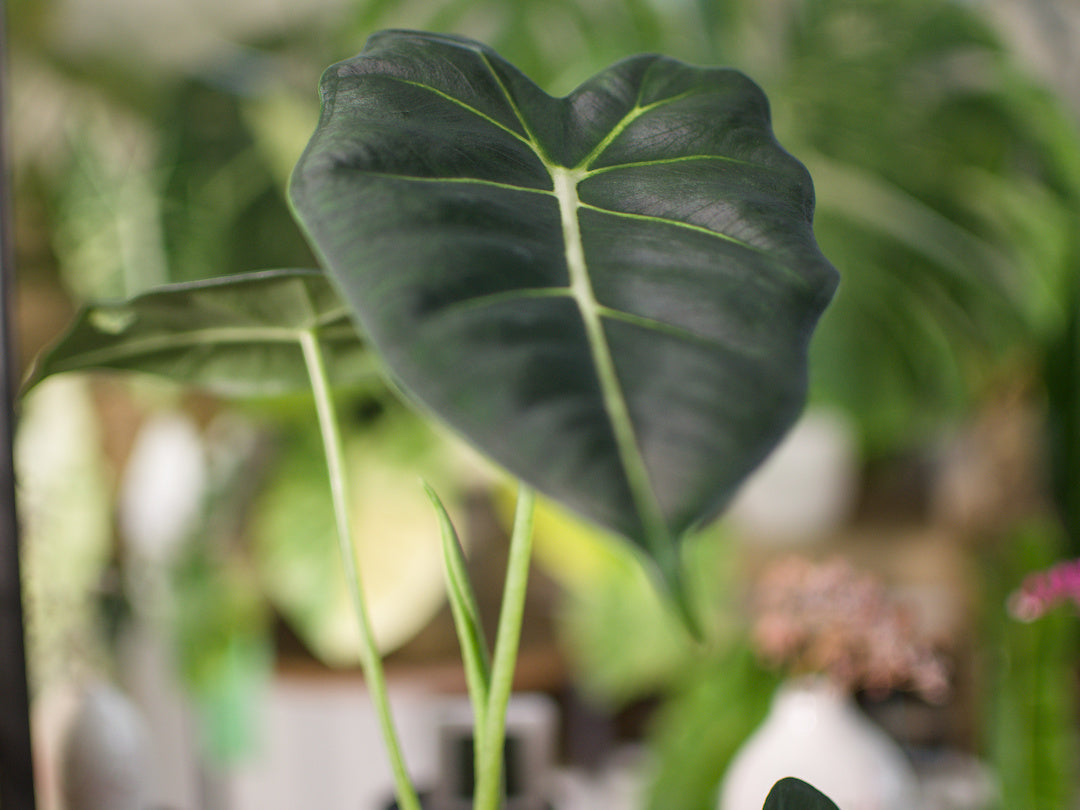Alocasia Micholitziana 'Frydek'