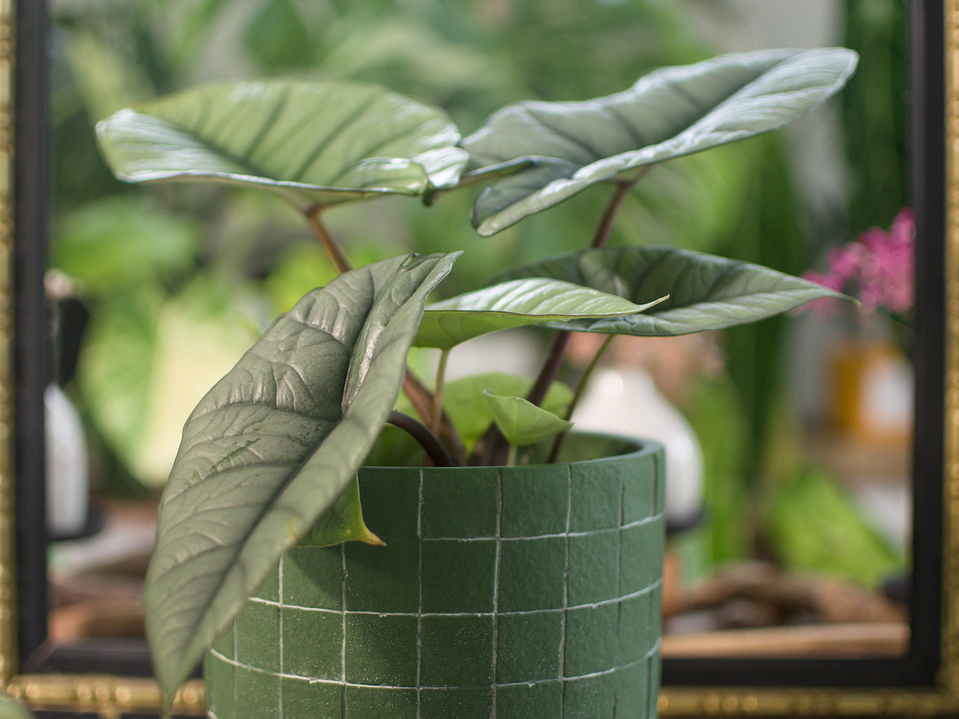 Alocasia Platinium