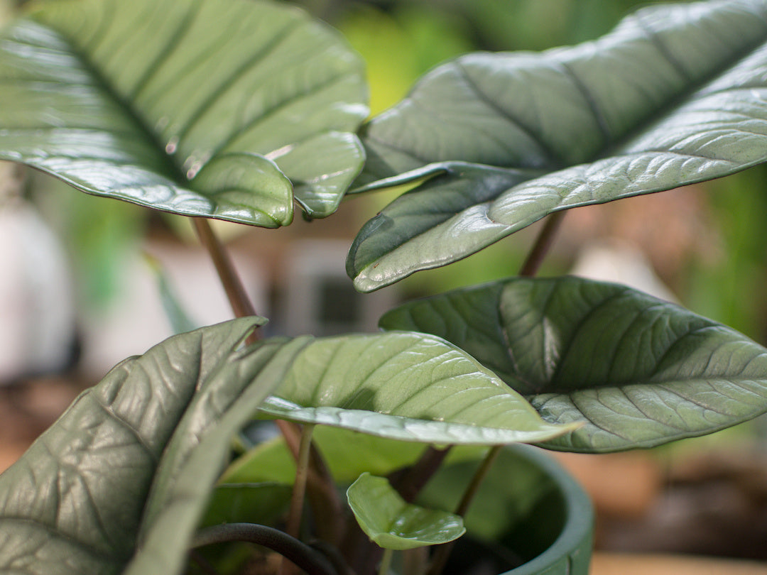 Alocasia Platinium