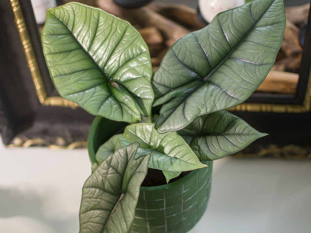 Alocasia Platinium