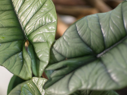 Alocasia Platinium