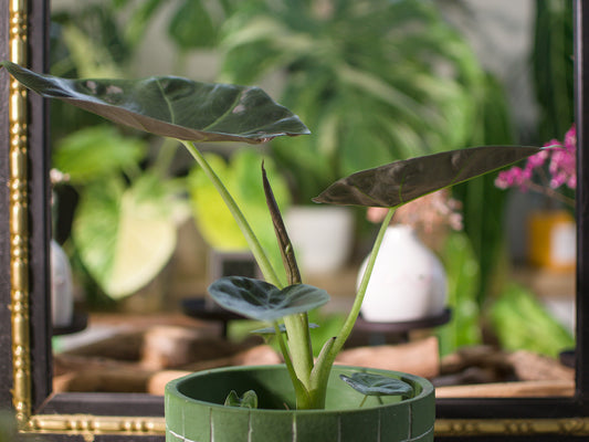 Alocasia Regal Shield