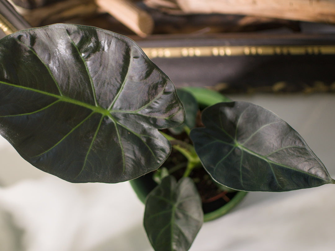 Alocasia Regal Shield