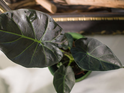 Alocasia Regal Shield