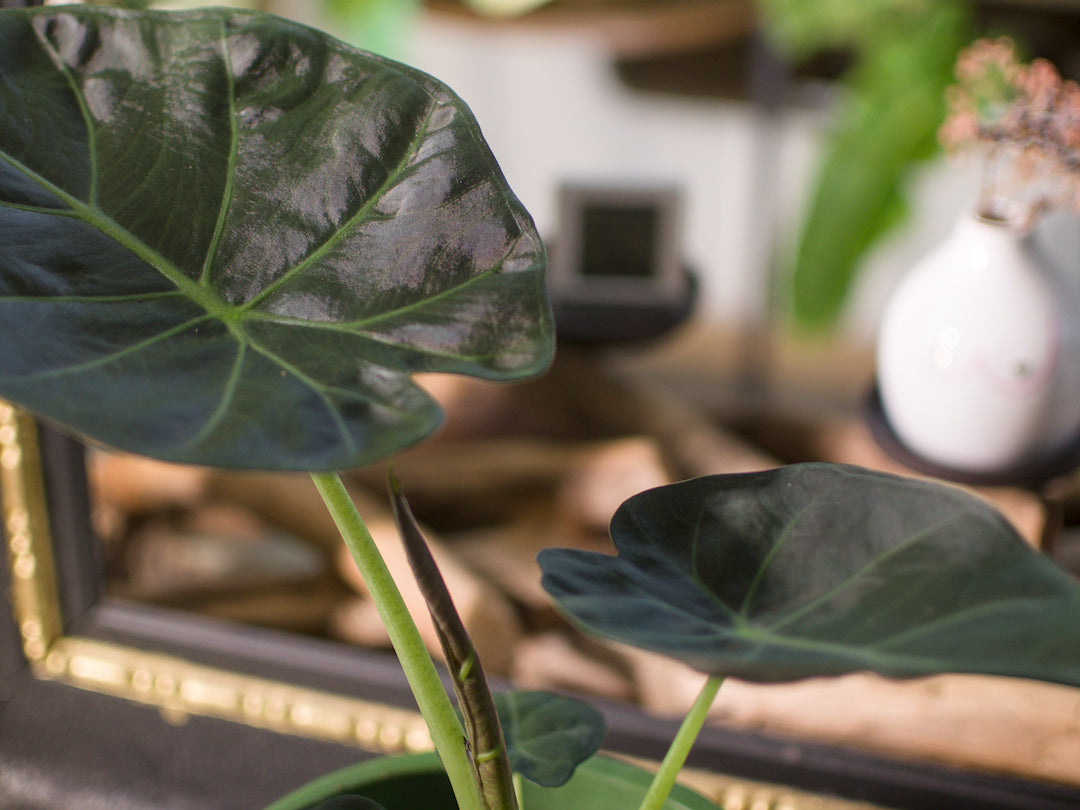 Alocasia Regal Shield