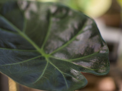 Alocasia Regal Shield