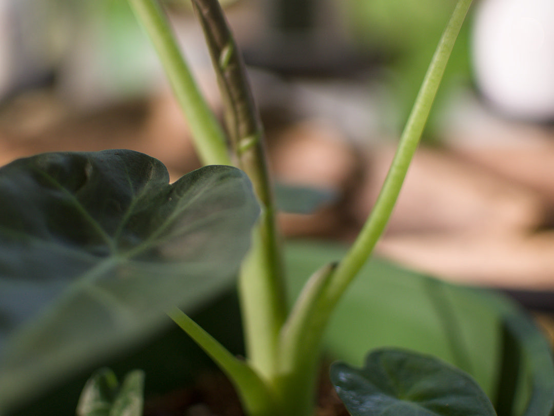 Alocasia Regal Shield
