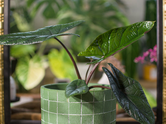 Alocasia Scalprum