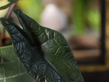 Alocasia Scalprum