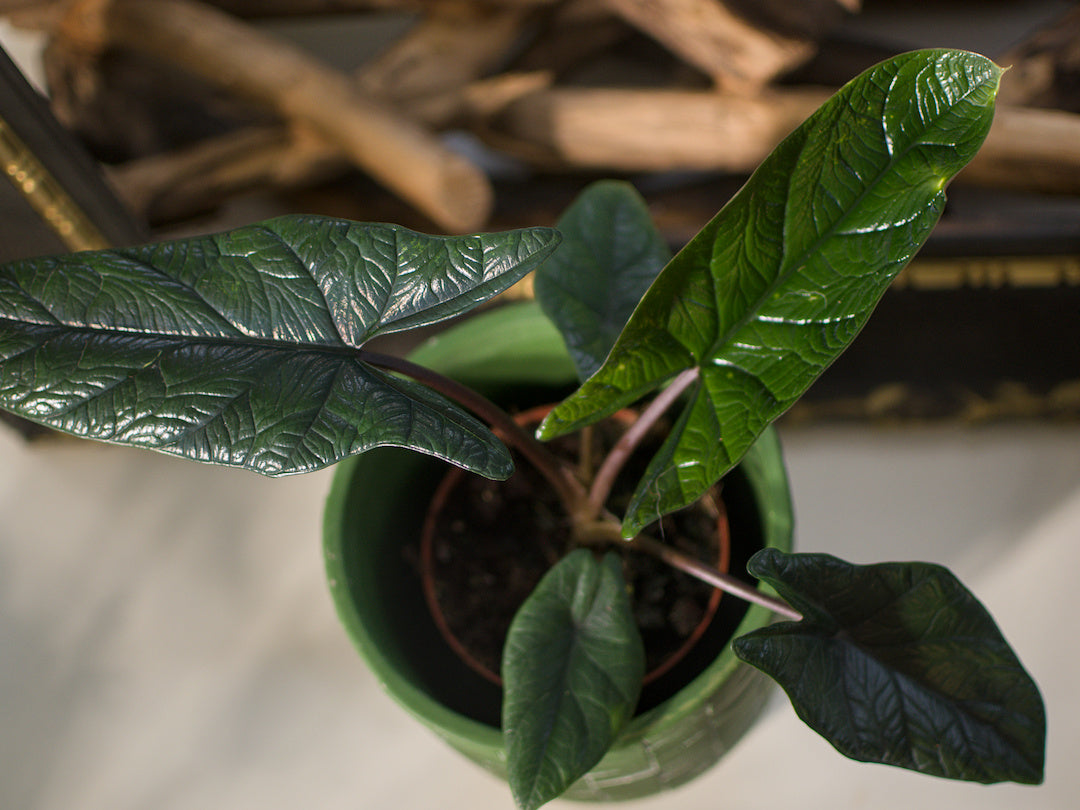Alocasia Scalprum