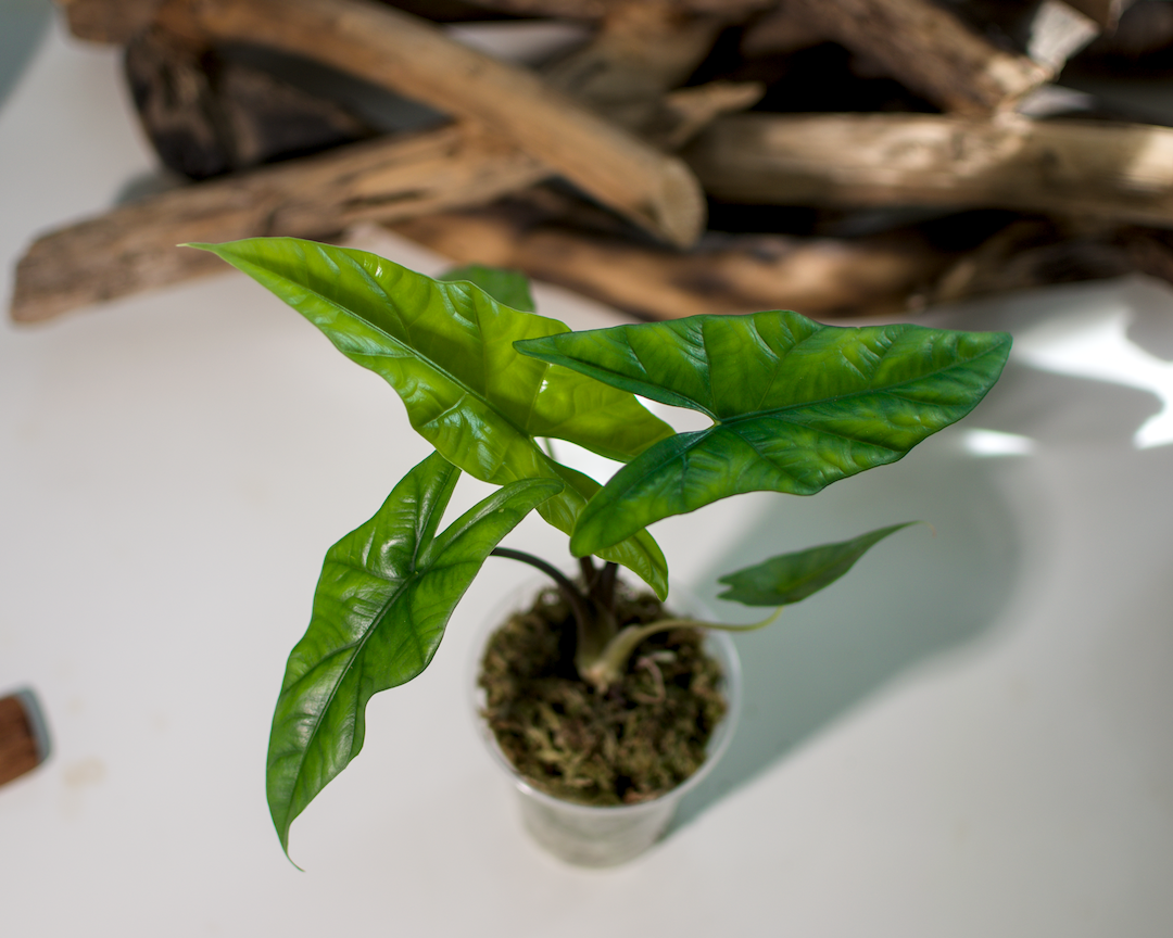 Alocasia_Simpo