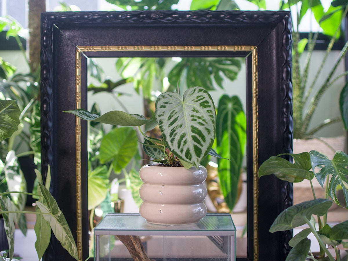 Anthurium Silver Blush