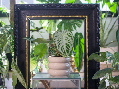 Anthurium Silver Blush