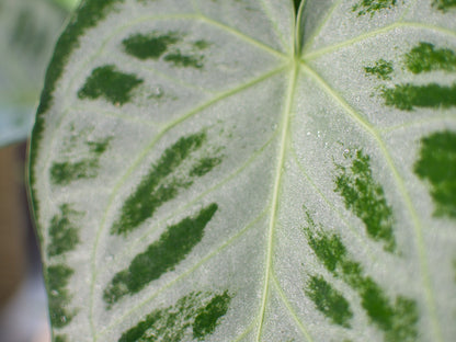 Anthurium Silver Blush