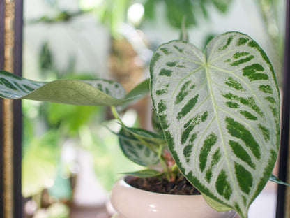 Anthurium Silver Blush