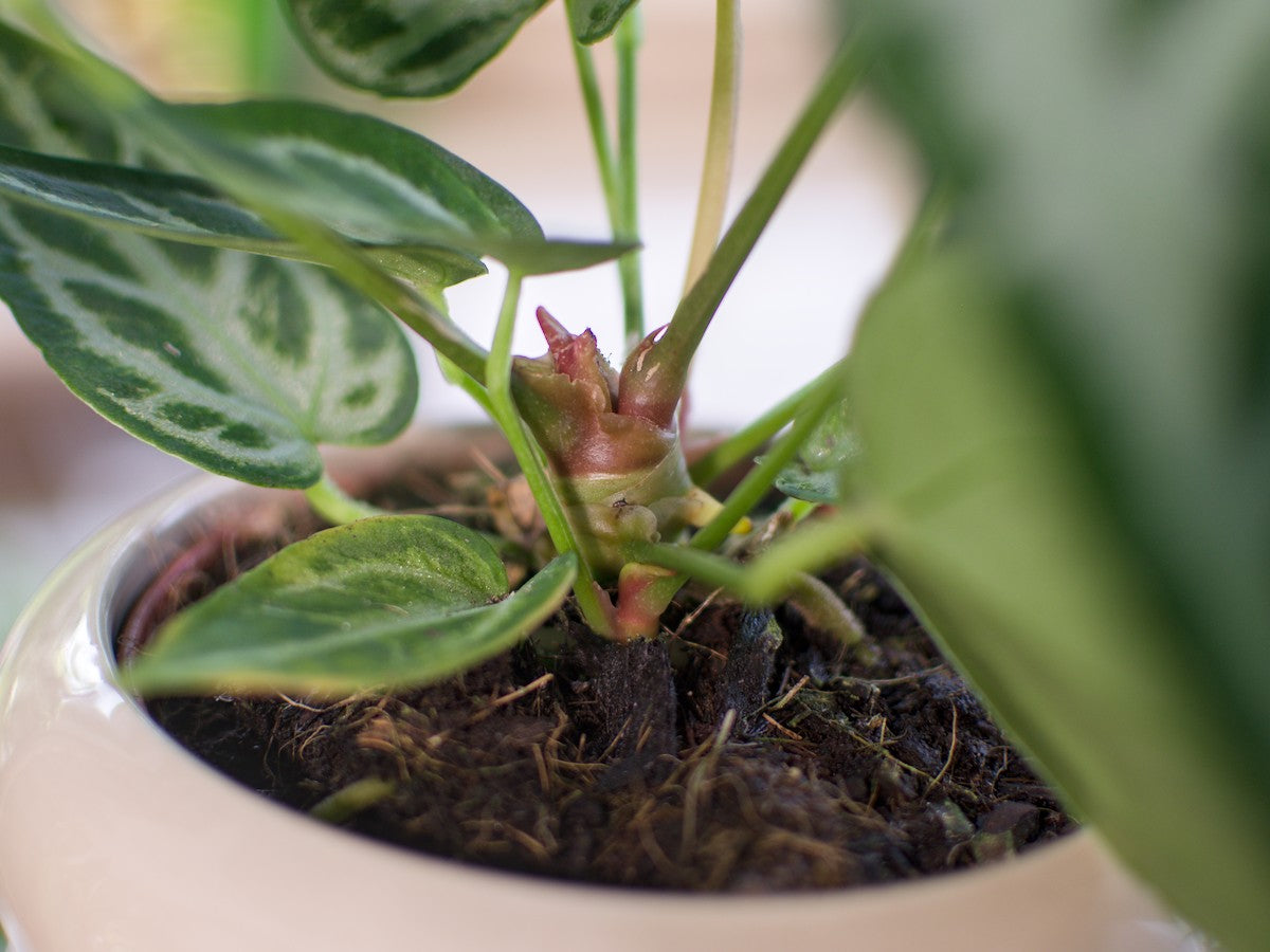Anthurium Silver Blush