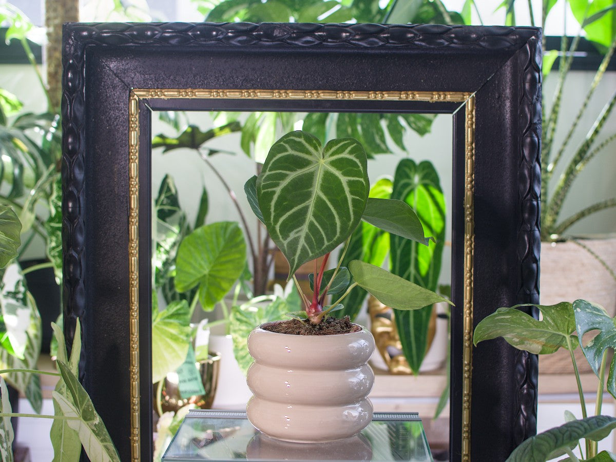 Anthurium Magnificum