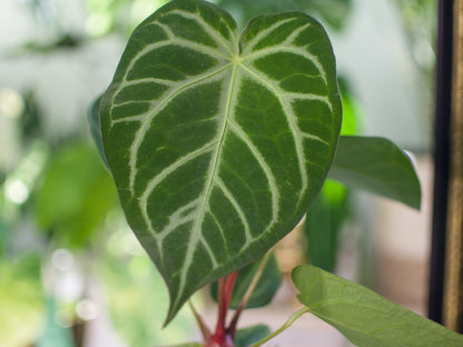 Anthurium Magnificum
