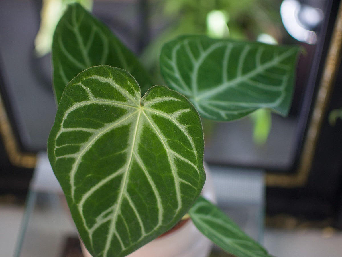 Anthurium Magnificum
