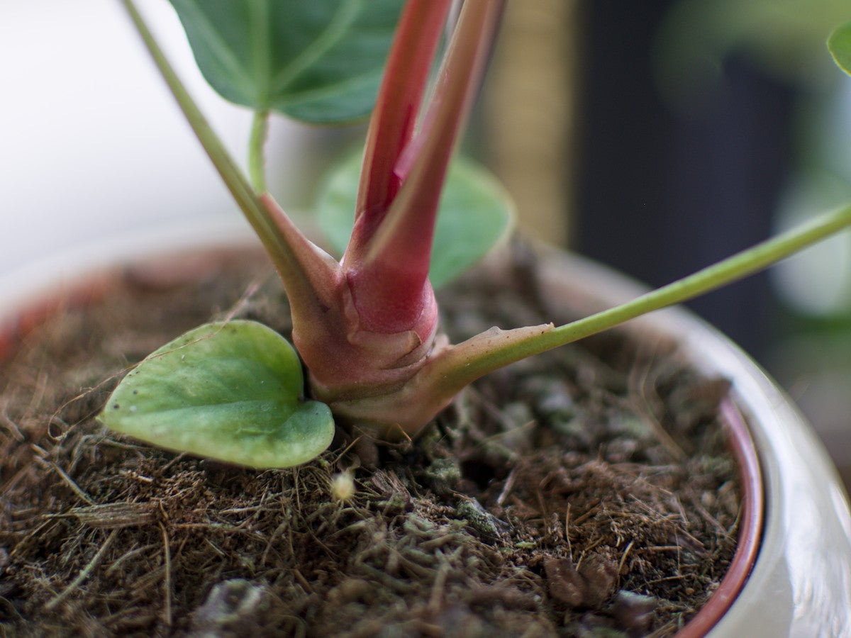 Anthurium Magnificum
