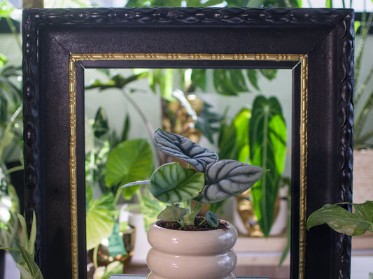 Alocasia baginda 'Silver Dragon'