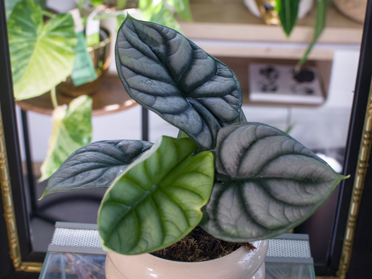 Alocasia baginda 'Silver Dragon'