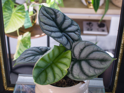 Alocasia baginda 'Silver Dragon'