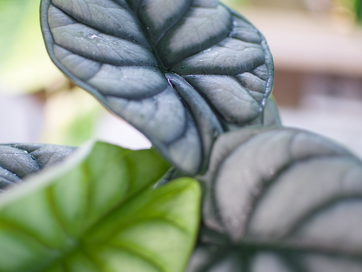 Alocasia baginda 'Silver Dragon'