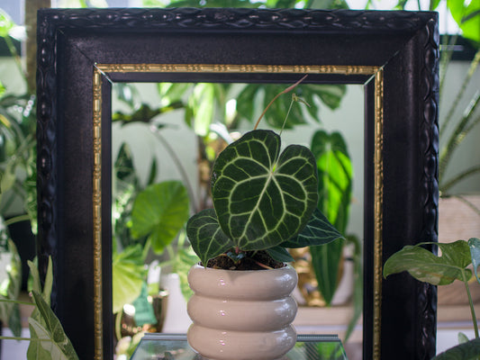 Anthurium 'Clarinervium'