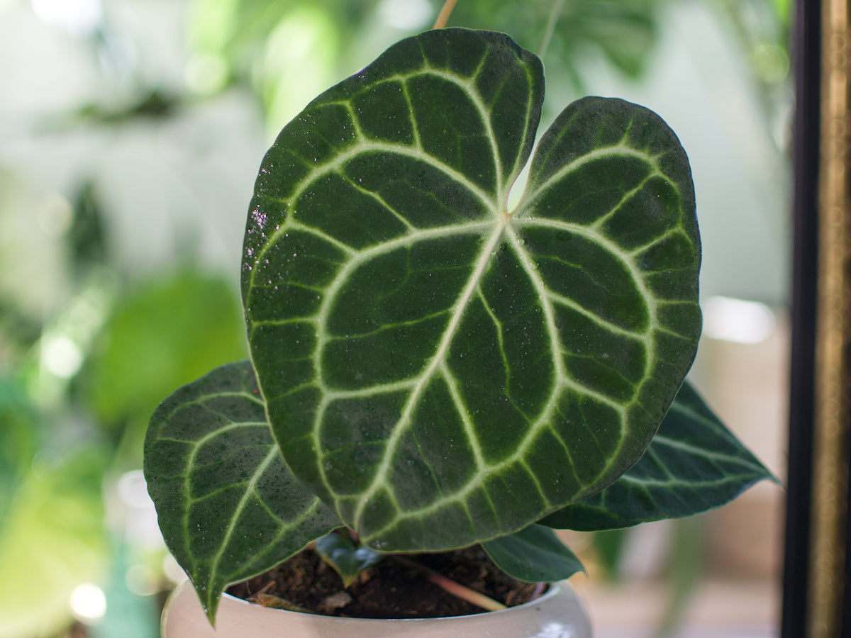 Anthurium 'Clarinervium'