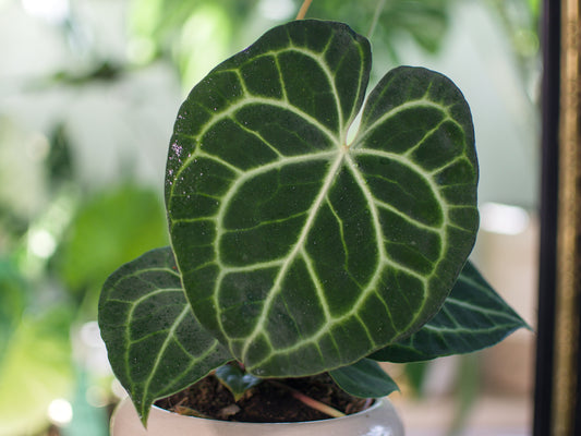 Anthurium 'Clarinervium'