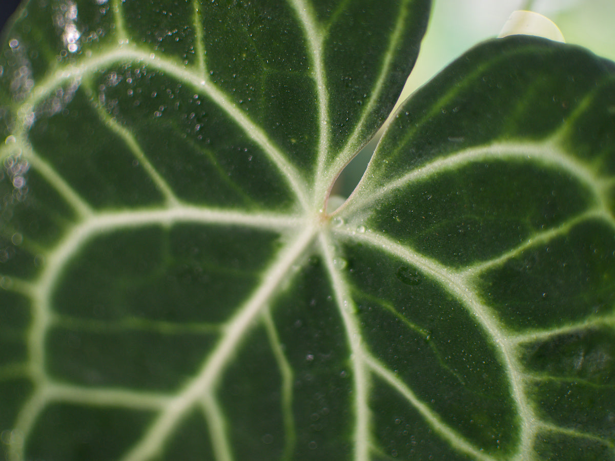 Anthurium 'Clarinervium'