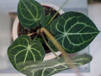 Anthurium 'Clarinervium'
