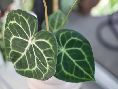 Anthurium 'Clarinervium'