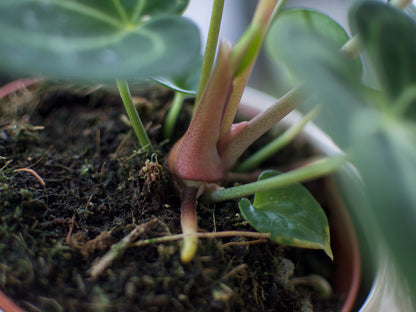 Anthurium 'Clarinervium'