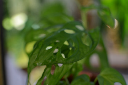 Monstera Adansonii