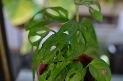 Monstera Adansonii