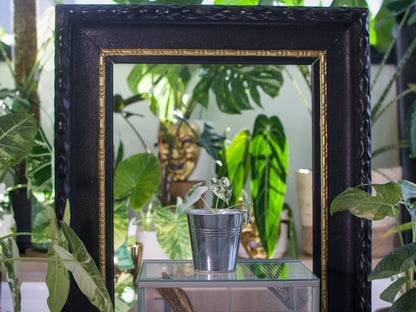 Alocasia 'Frydek' Variegata