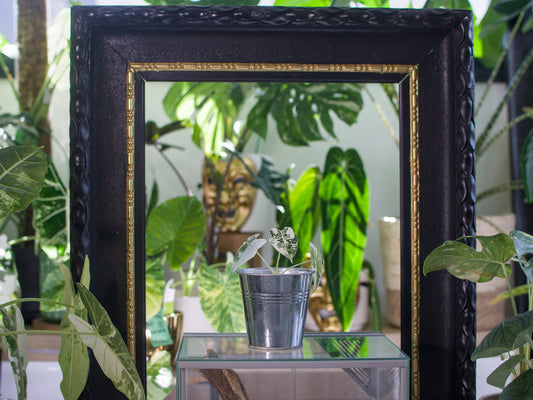 Alocasia 'Frydek' Variegata