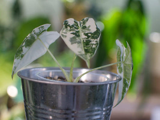 Alocasia 'Frydek' Variegata