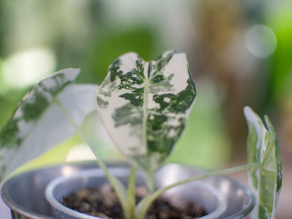 Alocasia 'Frydek' Variegata